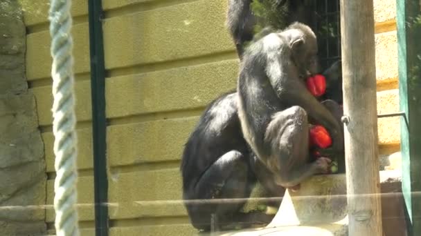 Grupp av vanliga schimpanser äta — Stockvideo