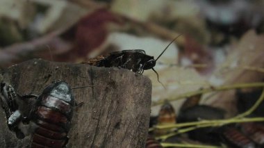 Madagaskar Hissing Hamam böceği - Gromphadorhina portentosa