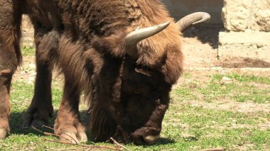 Avrupa bizonu yakın çekim