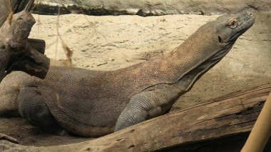 Endonezya 'dan Komodo ejderhası.