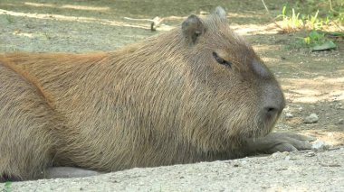 Capybara Hydrochoerus hydrochaeris clipart
