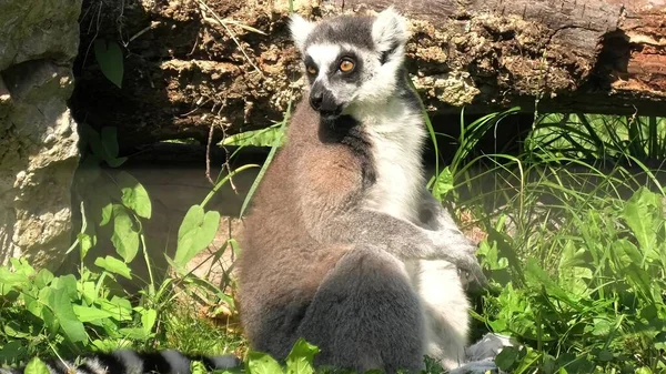 Lemur de Madagáscar de cauda anelada — Fotografia de Stock