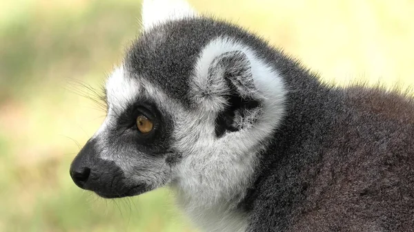Lemur de Madagascar de cola anillada — Foto de Stock