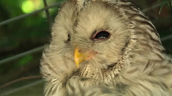 Ural owl close up — Stock fotografie