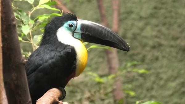 Kanaal gefactureerd toucan — Stockfoto