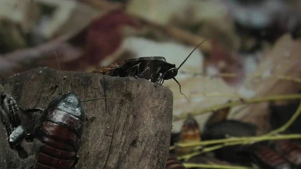 Madagascar cucaracha silbante - Gromphadorhina portentosa — Foto de Stock