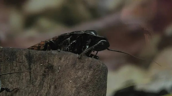 Madagascar cucaracha silbante - Gromphadorhina portentosa — Foto de Stock