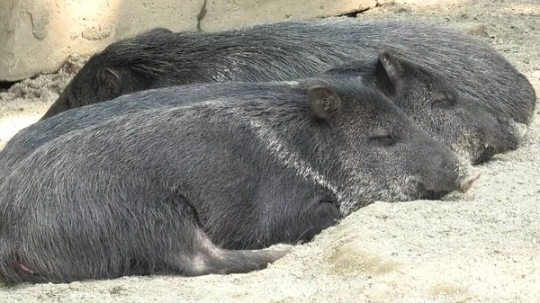 Wild boars Collared peccary sleeping — Stock Photo, Image