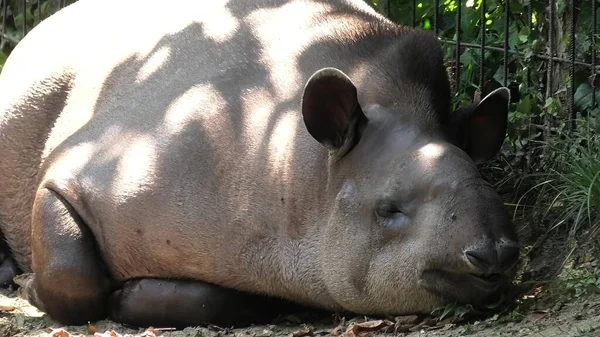 Tapir rustend op de grond — Stockfoto