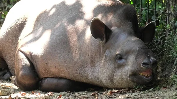 Tapir rustend op de grond — Stockfoto