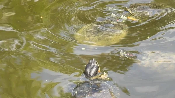 Red-eared slider turtle swimming — Stock Photo, Image