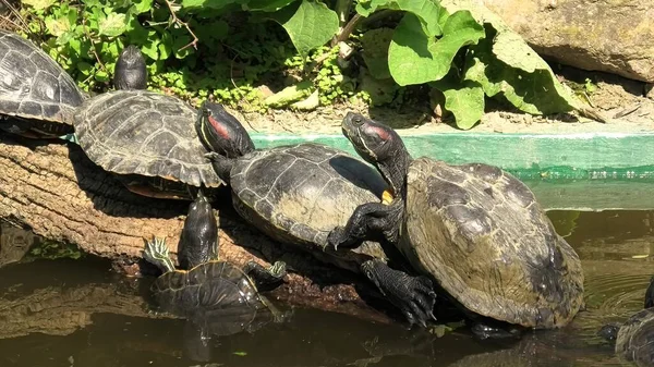 Tortues luths à oreilles rouges — Photo