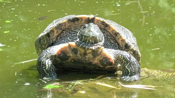 Roodoorschuifschildpad zwemmen — Stockfoto