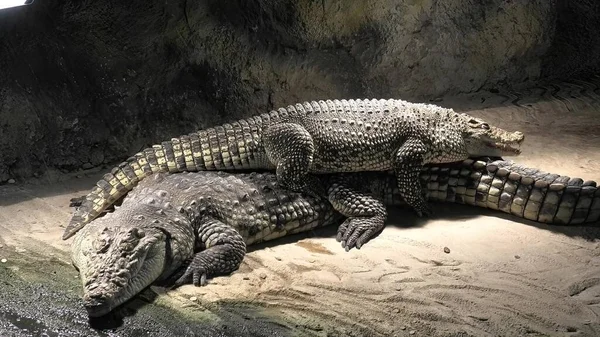 Nile crocodiles resting — Stock Photo, Image