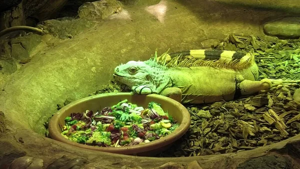 Primo piano dell'Iguana nel terrario — Foto Stock