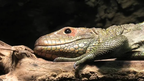 Northern caiman lizard — Stock Photo, Image