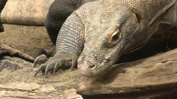 Drago di Komodo dall'Australia — Foto Stock