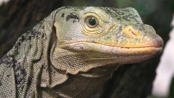 Cabeza de lagarto monitor gris —  Fotos de Stock