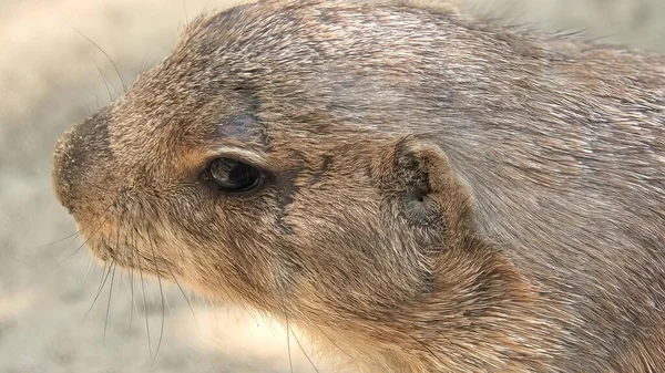 Zwarte prairiehond — Stockfoto