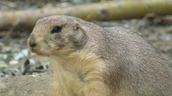 Zwarte prairiehond — Stockfoto