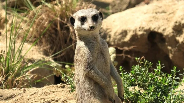 Meerkat ou suricado sobre fundo de areia — Fotografia de Stock