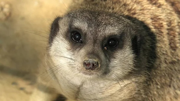 Meerkat yüz yakın çekim — Stok fotoğraf