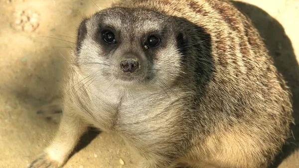 Meerkat gezicht close-up — Stockfoto