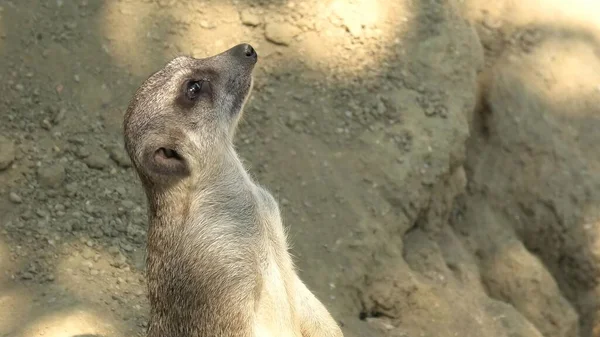 Meerkat o suricate de cerca — Foto de Stock