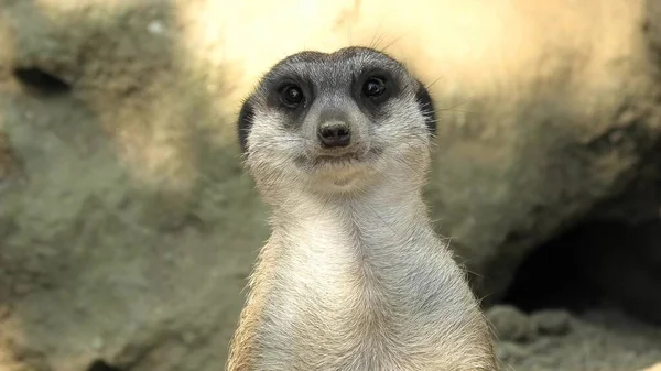 Meerkat обличчя крупним планом — стокове фото