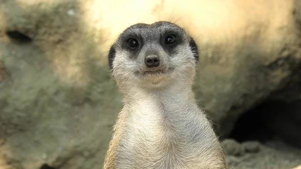 Meerkat yüz yakın çekim — Stok fotoğraf