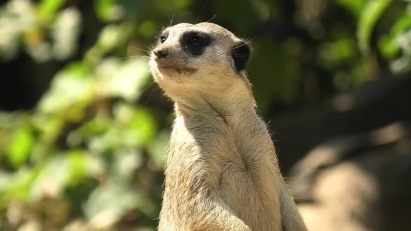 Meerkat o suricate de cerca — Foto de Stock