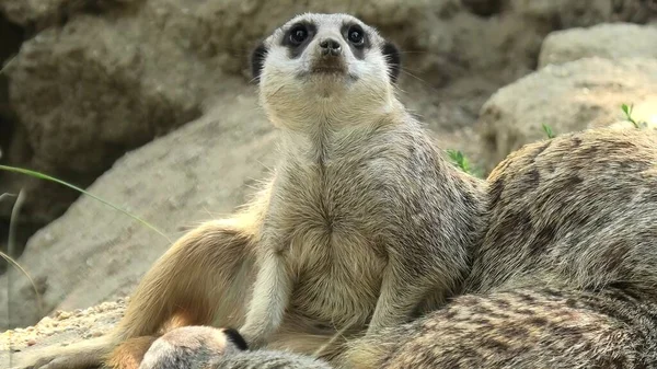 Erdmännchen schlafen — Stockfoto