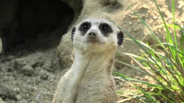 Meerkat hoofd close up — Stockfoto