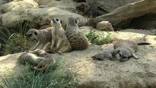 Група Meerkat на піску — стокове фото
