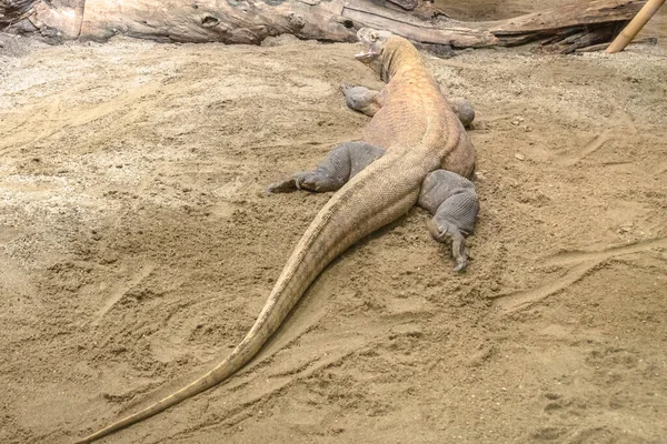 Endonezya 'dan Komodo ejderhası. — Stok fotoğraf