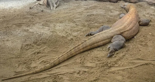 Dragonul Komodo din Indonezia — Fotografie, imagine de stoc