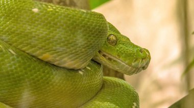 Yeşil ağaç python morelia viridis