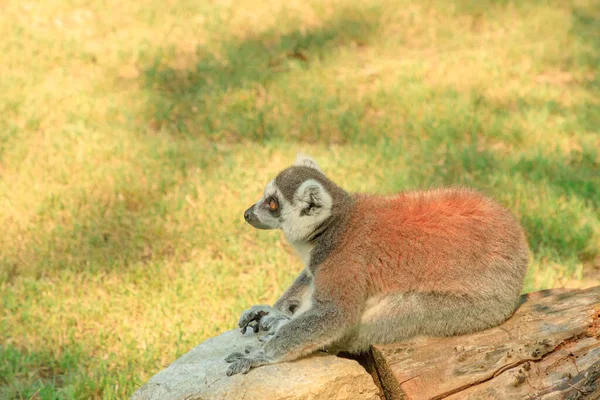Madagaskar 'lı halka kuyruklu Lemur. — Stok fotoğraf