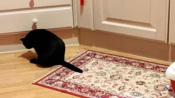 Kedi kumu kullandıktan sonra temizlik — Stok video