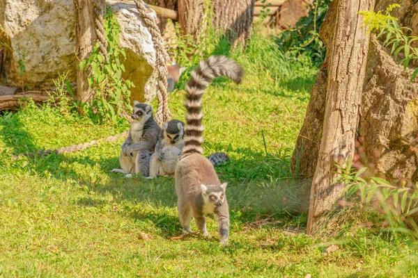 Lemur de cola anillada de Madagascar — Foto de Stock