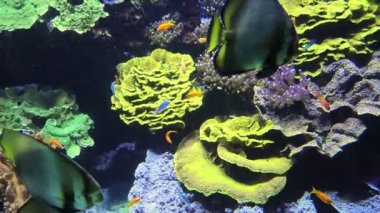 Anthias deniz akvaryumu balığı