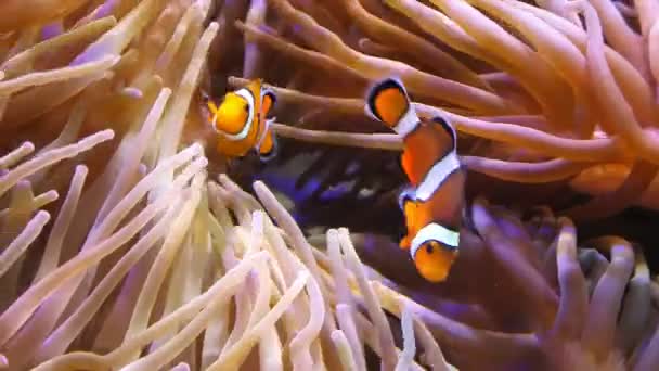 Amphiprion oktellaris anemonik balıkları — Stok video
