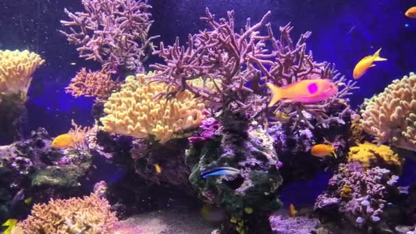 Anthias Fische im Meeraquarium mit Anemone — Stockvideo