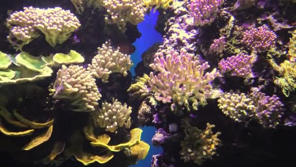 Fiskar i havsakvarium med anemon — Stockvideo