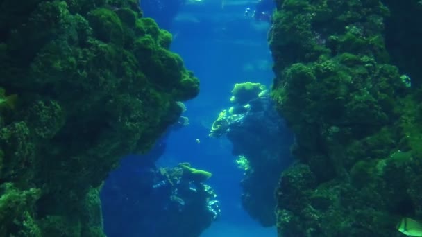 Peces en el acuario de mar — Vídeos de Stock