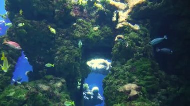 Balıklar ve deniz kaplumbağaları deniz akvaryumunda