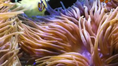 Amfiprion ocellaris ve Saddleback anemon balıkları