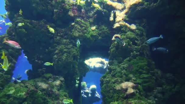Vissen en zeeschildpad in zeeaquarium — Stockvideo