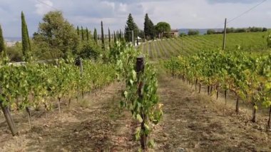 Toskana 'daki Montalcino üzüm bağları.