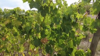 Tuscany Montalcino köyünün üzüm bağları